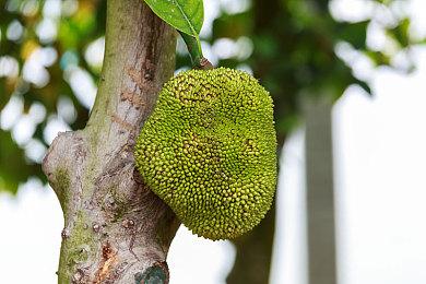 《艾尔登法环》黄金树之影是目前唯一DLC 宫崎英高：未来或有更多想法